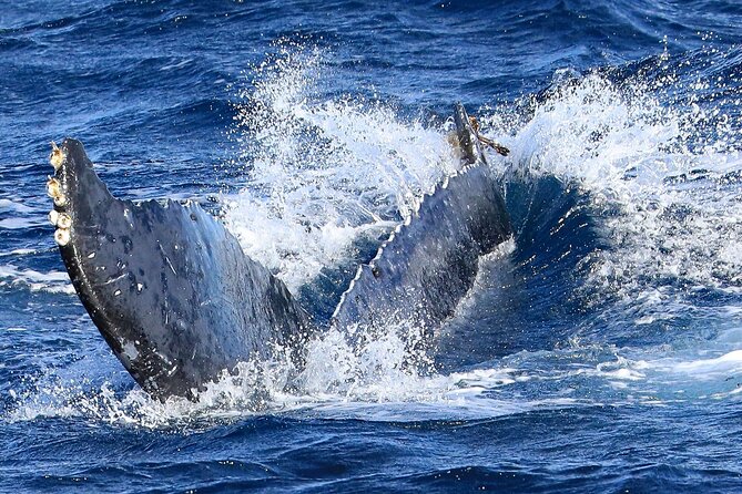 Okinawa Whale Watching From Naha - Customer Feedback