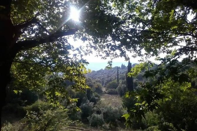 Olive Oil Tour - From Athens - Olive Oil Tasting