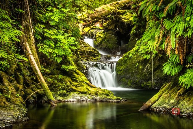 Olympic National Park Audio Tour Review - Accessibility and Requirements