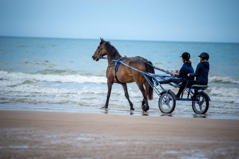 Omaha Beach: Sulky Baptism on the Beach - Tessa, the Equine Companion