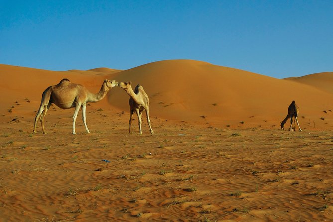 Oman Desert Experience - Wahiba Sands - Exclusions to Consider