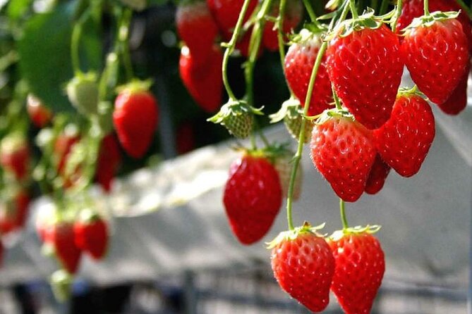 One Day Tour to Oishi Park and Fruit Picking in Mt. Fuji Tokyo - Seasonal Attractions