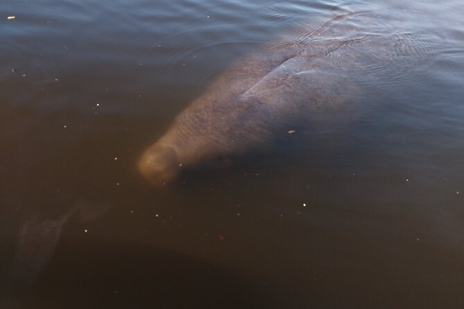 One Single Kayak Rental for 2 Hours With Manatee & Dolphin Sightings! - Tour Duration and Group Size