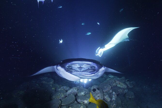 One Tank Manta Night Dive and Snorkel
