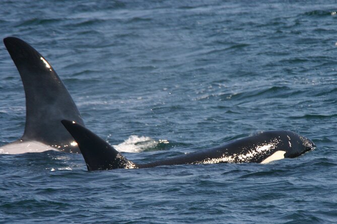 Only Wildlife and Whale Watching Tour Leaving From Seattle - Customer Reviews and Feedback
