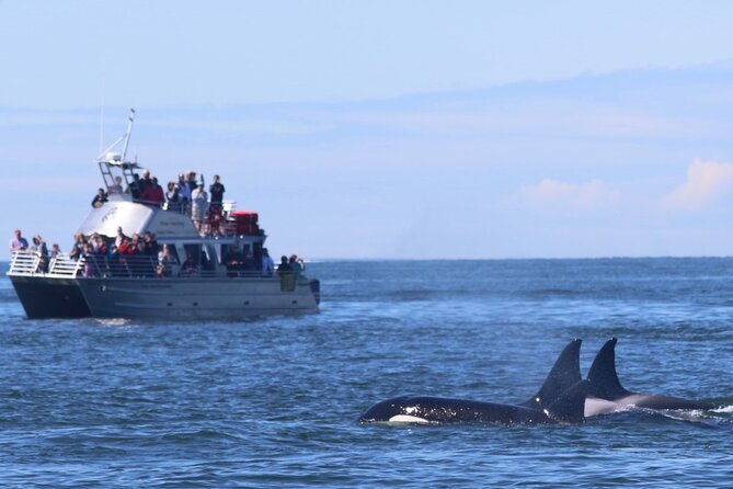 Orca Whale Tour From Orcas Island - Meeting and Pickup