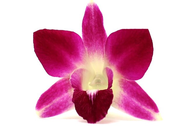 Orchid Airport Lei Greeting (Maui, Kahului Airport, OGG) - Greeting and Inclusives