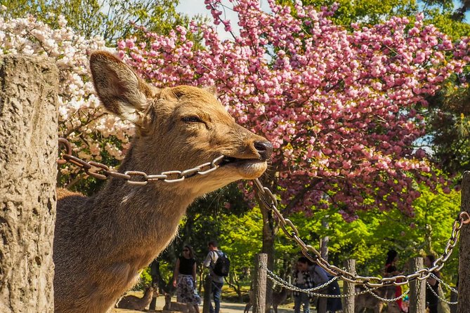 Osaka Cherry Blossom Tour With a Local: 100% Personalized Private - Customizing Your Hanami Experience
