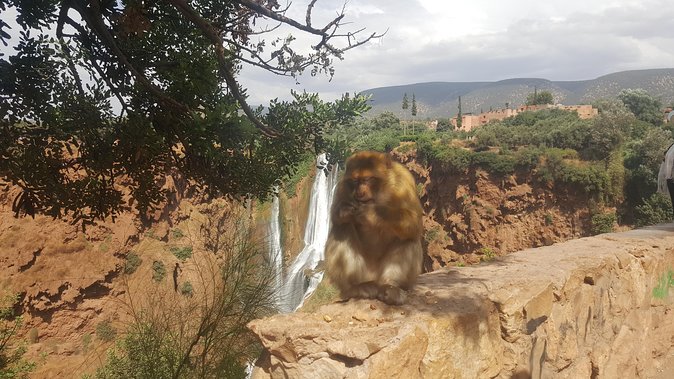 Ouzoud Waterfalls Day Trip From Marrakech - Included Services