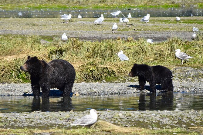 Pack Creek Brown Bear Viewing Juneau - Meeting and Pickup Information