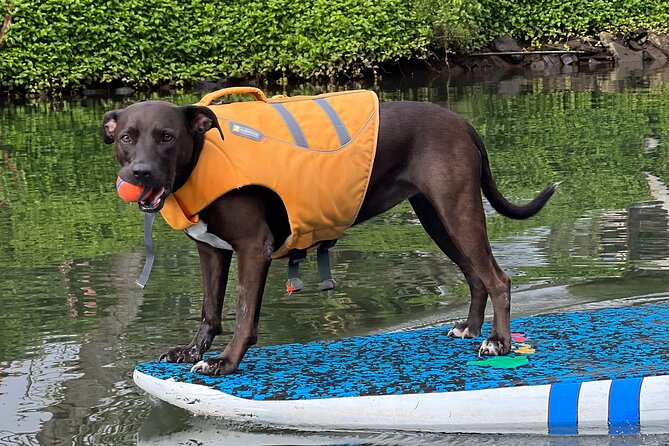 Paddle Board Haleiwa With Rescue Dogs - Capturing Unforgettable Moments