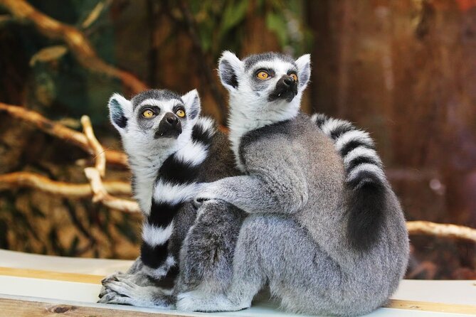 Pafos Zoo Visit & Blue Lagoon Cruise With Local Guide Limassol - Meal Options