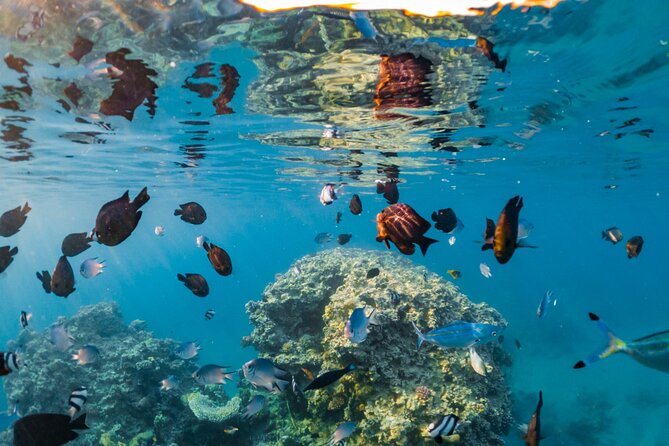 Paradise Conquest Semi-Submarine With Snorkeling From Hurghada - Tips for a Great Experience
