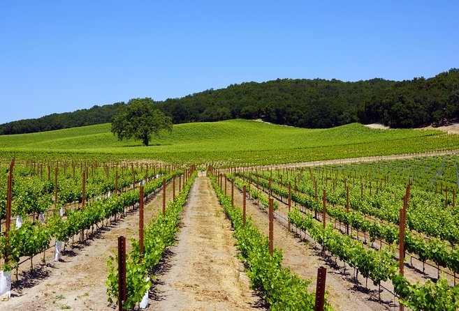Paso Robles Wine Adventure With Pickup From Atascadero, CA - Optional Wine Experiences