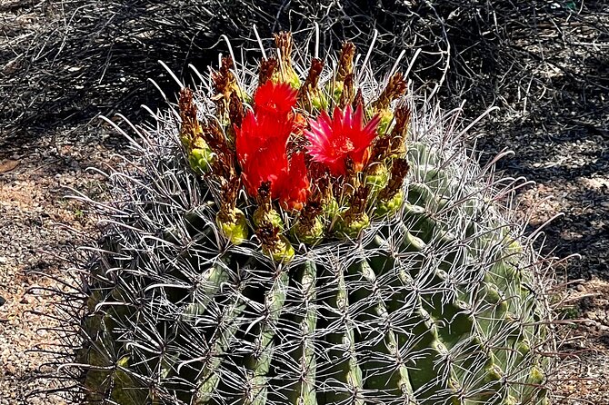 Peaceful Morning Walk Review: A Desert Adventure - Hydration and Sustenance