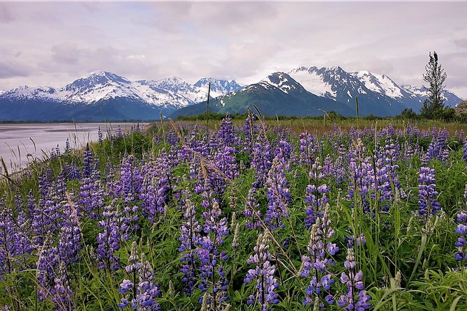 Port Homer Day Tour - Wilderness, Wildlife and Beach Experience - Photography Opportunities