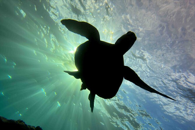 Premium Afternoon Scuba Tour for All Experience Levels - Tour Requirements and Recommendations