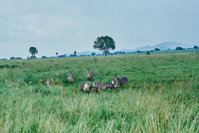Private 5-Day Kidepo Valley and Murchison Falls National Parks - Inclusions and Amenities