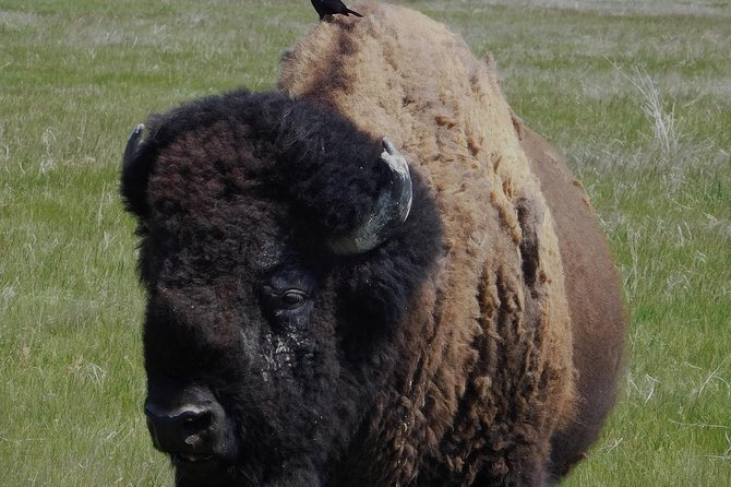 Private 5 Hour Black Hills Tour With Local Experts - Uncover Local Insights