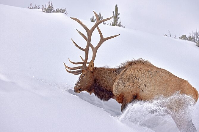 Private, Bespoke, Yellowstone Photography Safari - Half Day - Meeting and Pickup