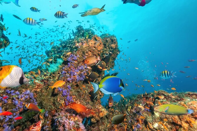 Private Boat Snorkeling and Swim With Shark and Stingray - Transportation Details