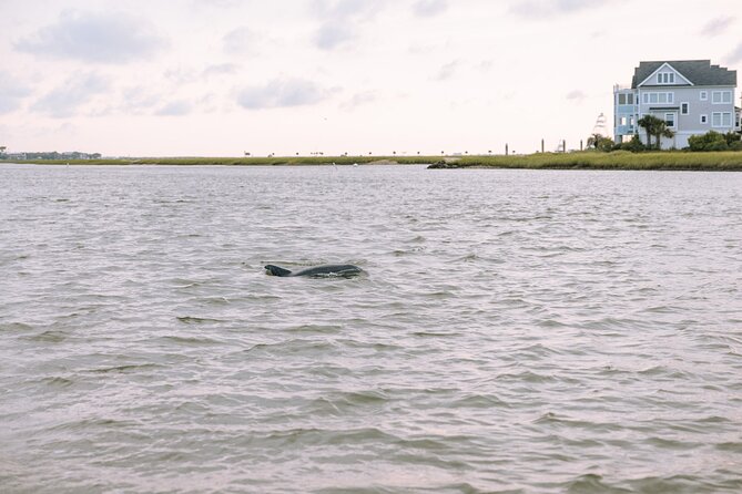 Private Charleston Dolphin Tour - Inclusions and Amenities