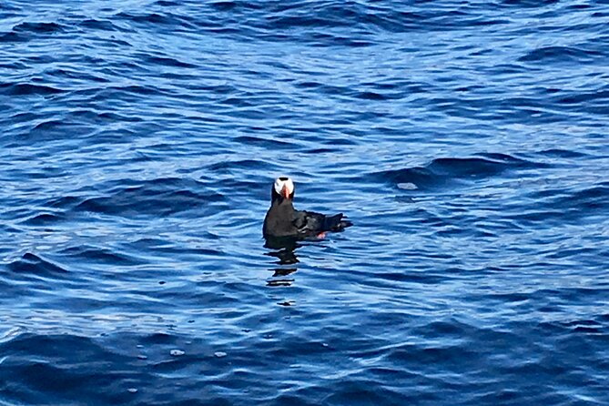 Private Charter Scenic Sea Bird Excursion Review - Schedule and Availability