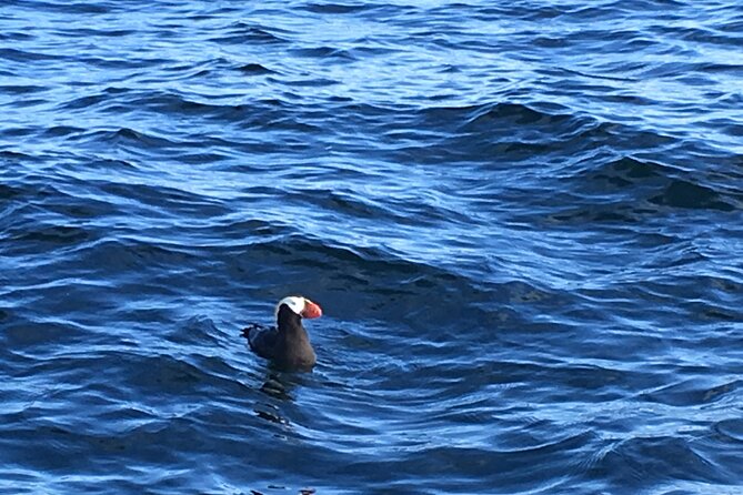 Private Charter Scenic Wildlife Excursion for Cruise Passengers - Health and Safety Considerations
