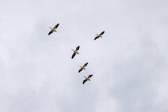 Private Charters on Saginaw Bay for Fishing or Birdwatching - Accessibility and Participation