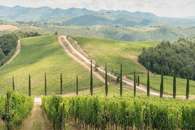 Private Chianti Winery Tour From Livorno With Pick up and Drop off - Winery Experiences