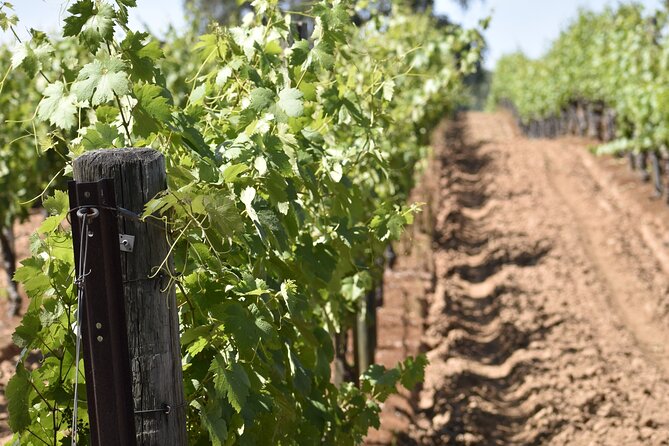 Private, Customized Napa Valley Wine Tasting Tour 10 Passenger - Luxurious Transportation Options