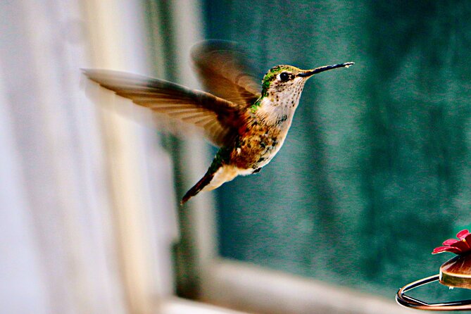 Private Day Tour in Yerette the Home of Hummingbird - Transportation and Comfort