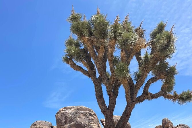Private Day Tour to Joshua Tree National Park From San Diego - Accessibility