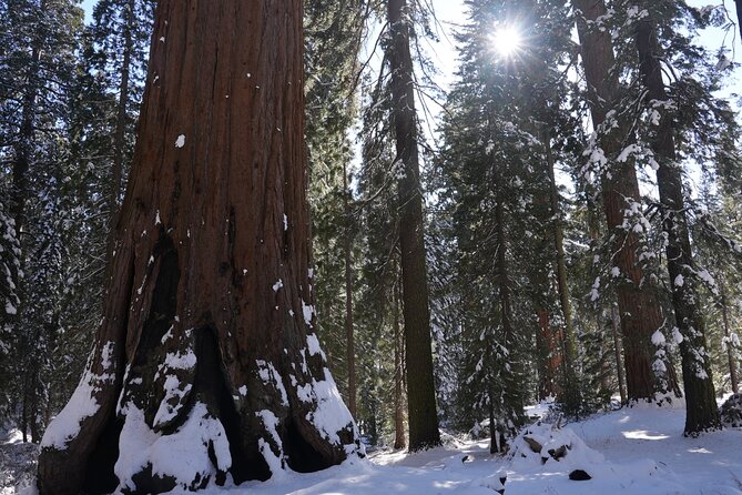 Private Day Tour to Sequoia and Kings Canyon Parks From LA - Highlights of the Tour