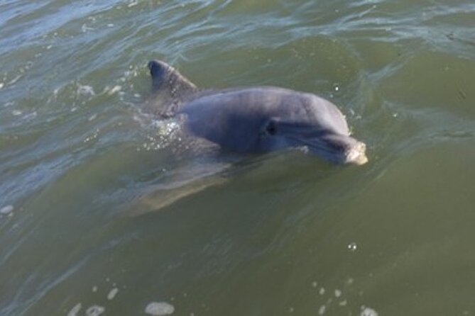 Private Disappearing Island Dolphin Tour Review - Refreshments and Amenities