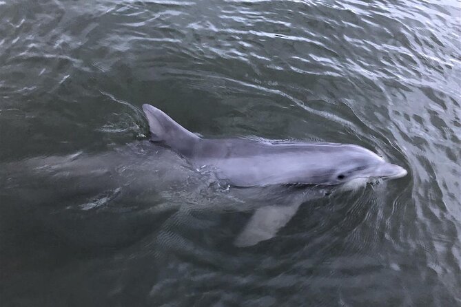 Private Dolphin and Nature Tour of Hilton Head - Pricing and Group Information