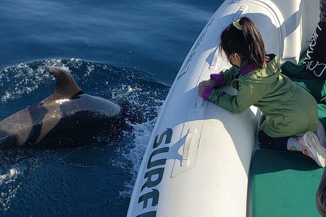 Private Dolphin and Whale Watching Tour in Newport Beach - Highlights From Traveler Experiences