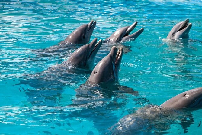 Private Dolphin Playground Safari - Accessibility