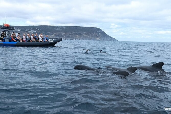 Private Dolphin Watching in Arrábida Natural Park - Ask Away