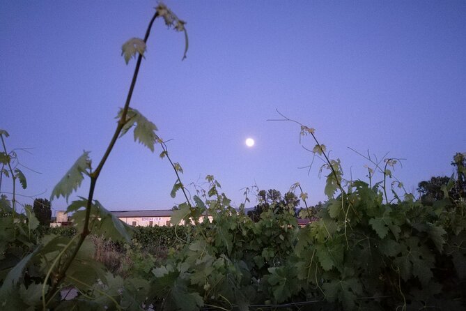Private Experience of Tertulia Bodeguera in La Rioja - Schedule and Availability