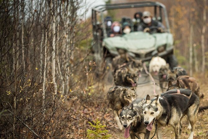 Private Fall Foliage Mushing Cart Ride in Fairbanks - Guides and Interaction