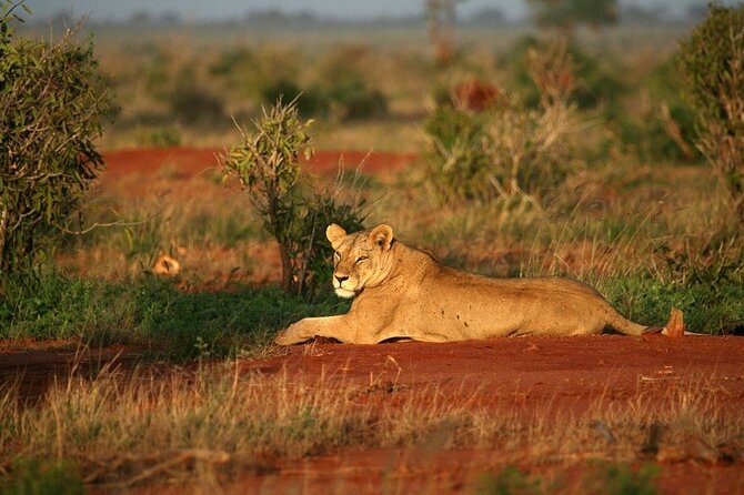 Private Full Day Tour to Tsavo East National Park - Accessibility Considerations