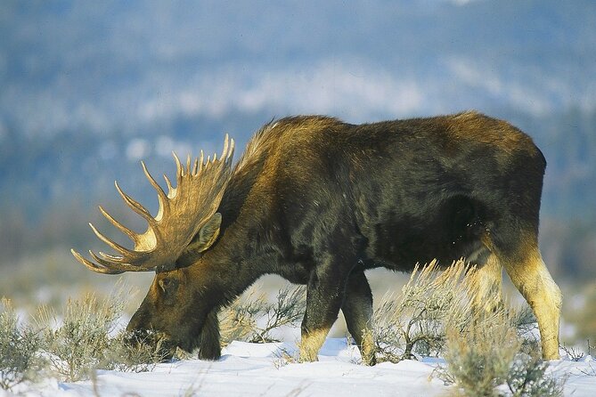 PRIVATE Grand Teton Wildlife Safari, Elk Refuge Sleigh Ride & Lunch