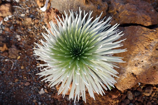 Private Haleakala Summit & Stroll From Kahului - Accessibility and Requirements