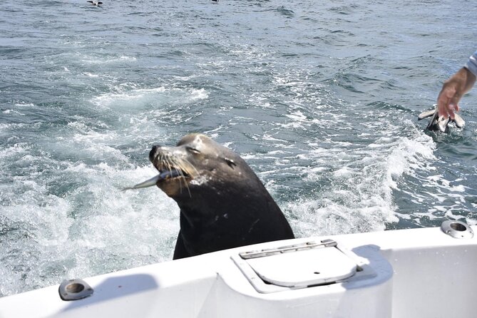 Private Half-day Deep Sea Fishing Charter in Cabo San Lucas - Health and Safety
