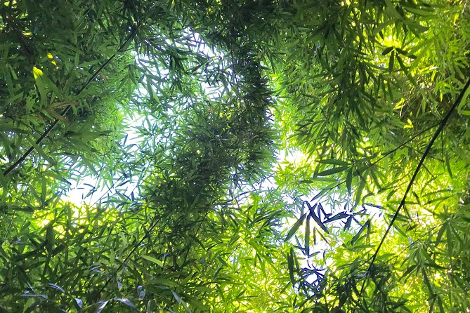 Private Halfway to Hana Tour Review - Booking and Pricing