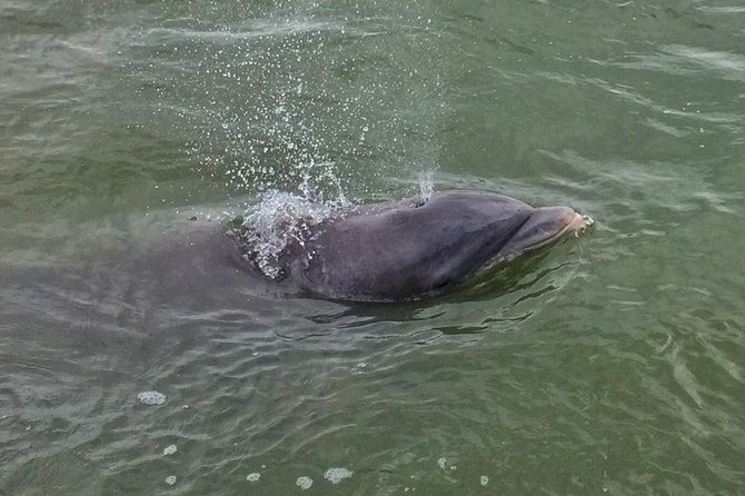 Private Hilton Head Dolphin Tour - Personalized Attention and Guides