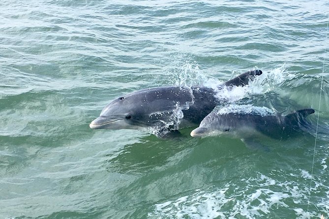 Private Historical Wildlife and Dolphin Cruise South Padre Island - Inclusions and Pricing
