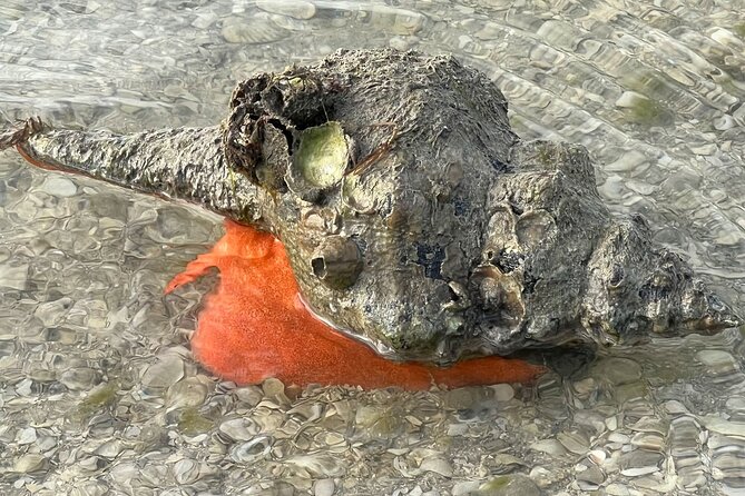 Private Island Paradise: Dolphin, Shelling, Birding Eco Boat Tour - Birdwatching on the Eco Boat Tour