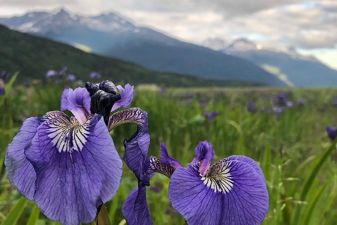 Private Luxury Shore Excursion Skagway, AK to Emerald Lake, Yukon. - Customer Reviews